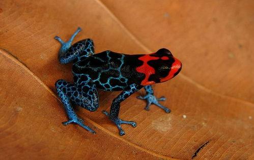 箭毒蛙漫画,揭秘神秘生物的奇幻世界